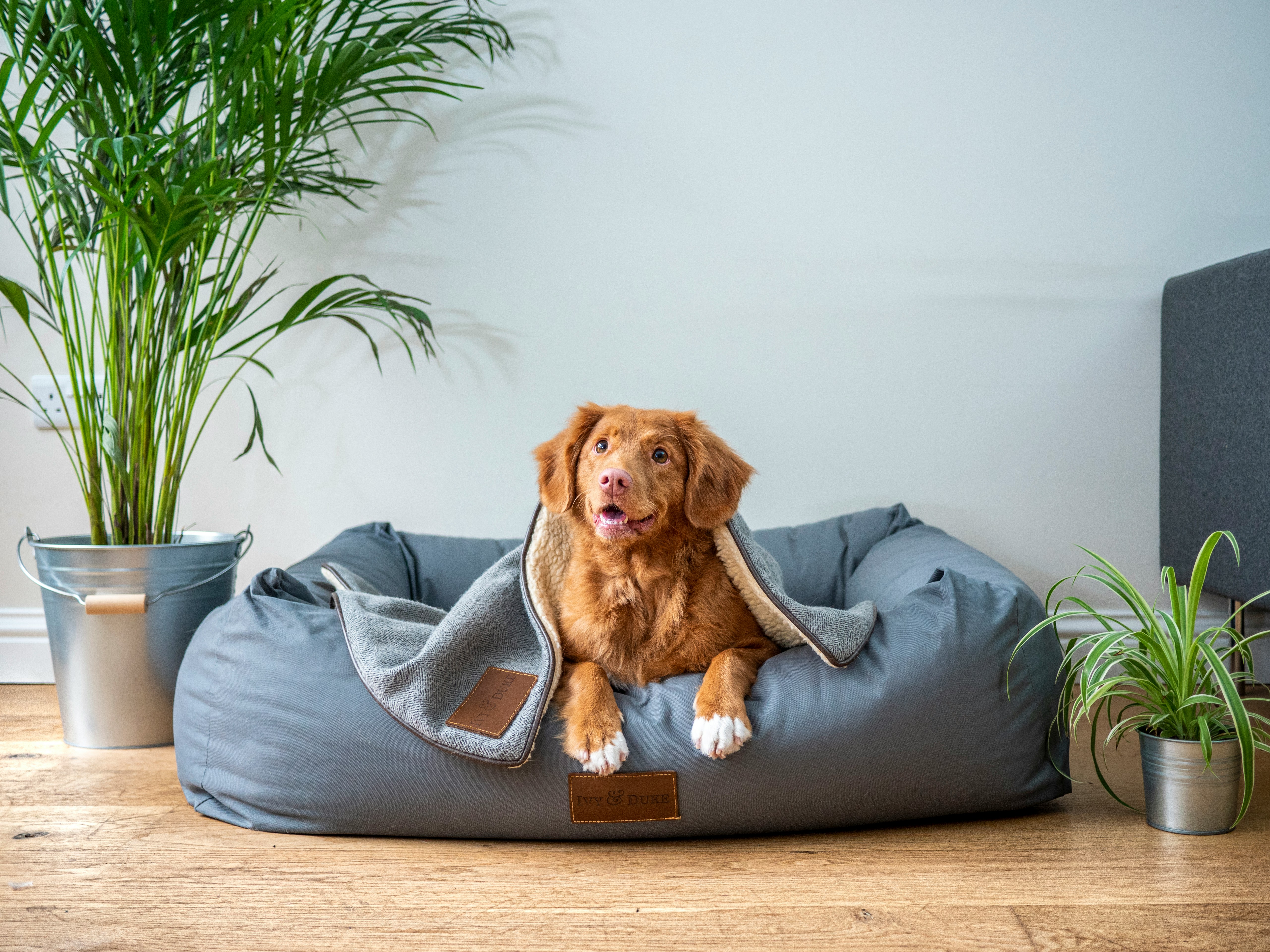 Cama para Cachorros