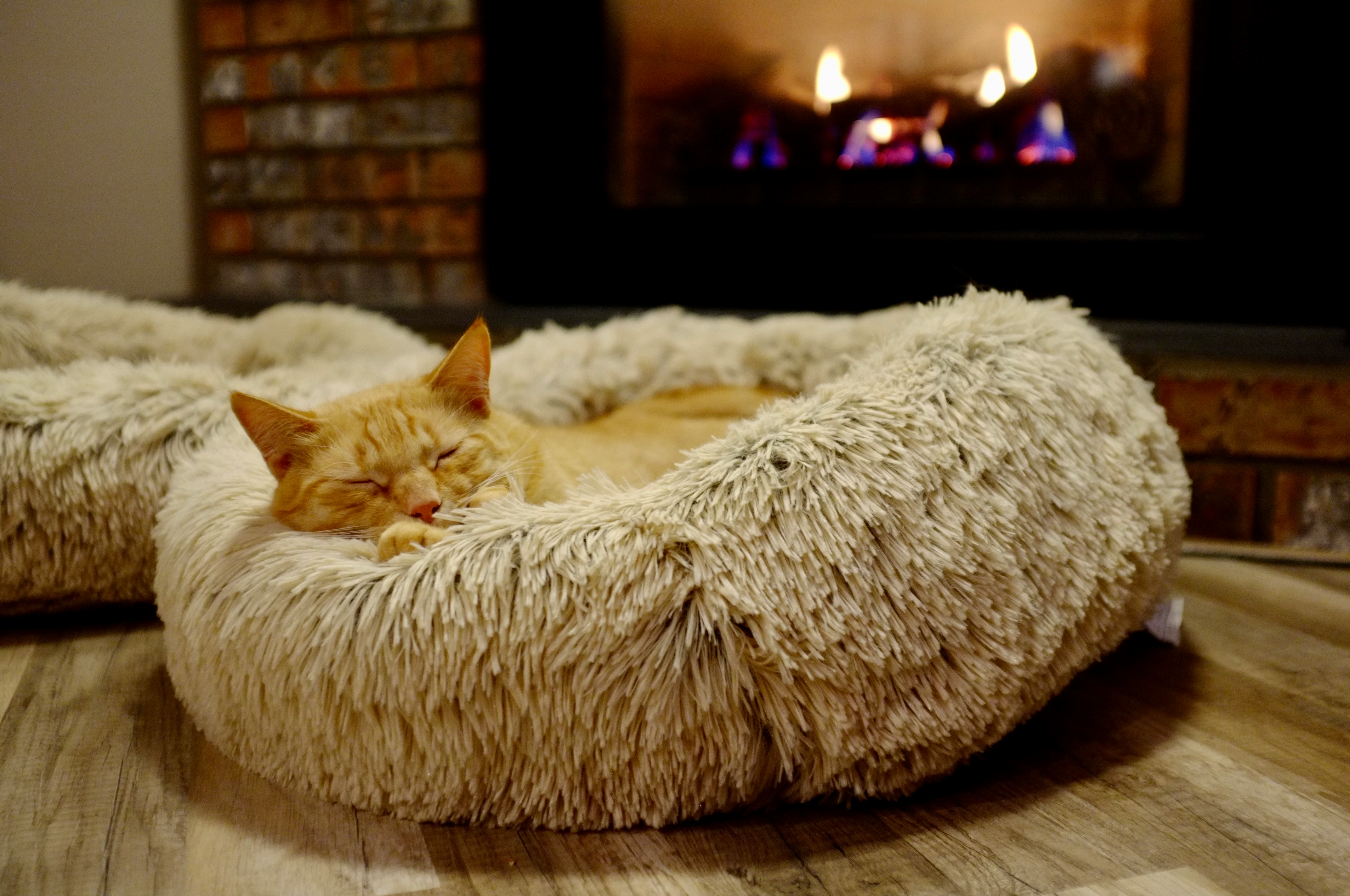 Cama para Gatos