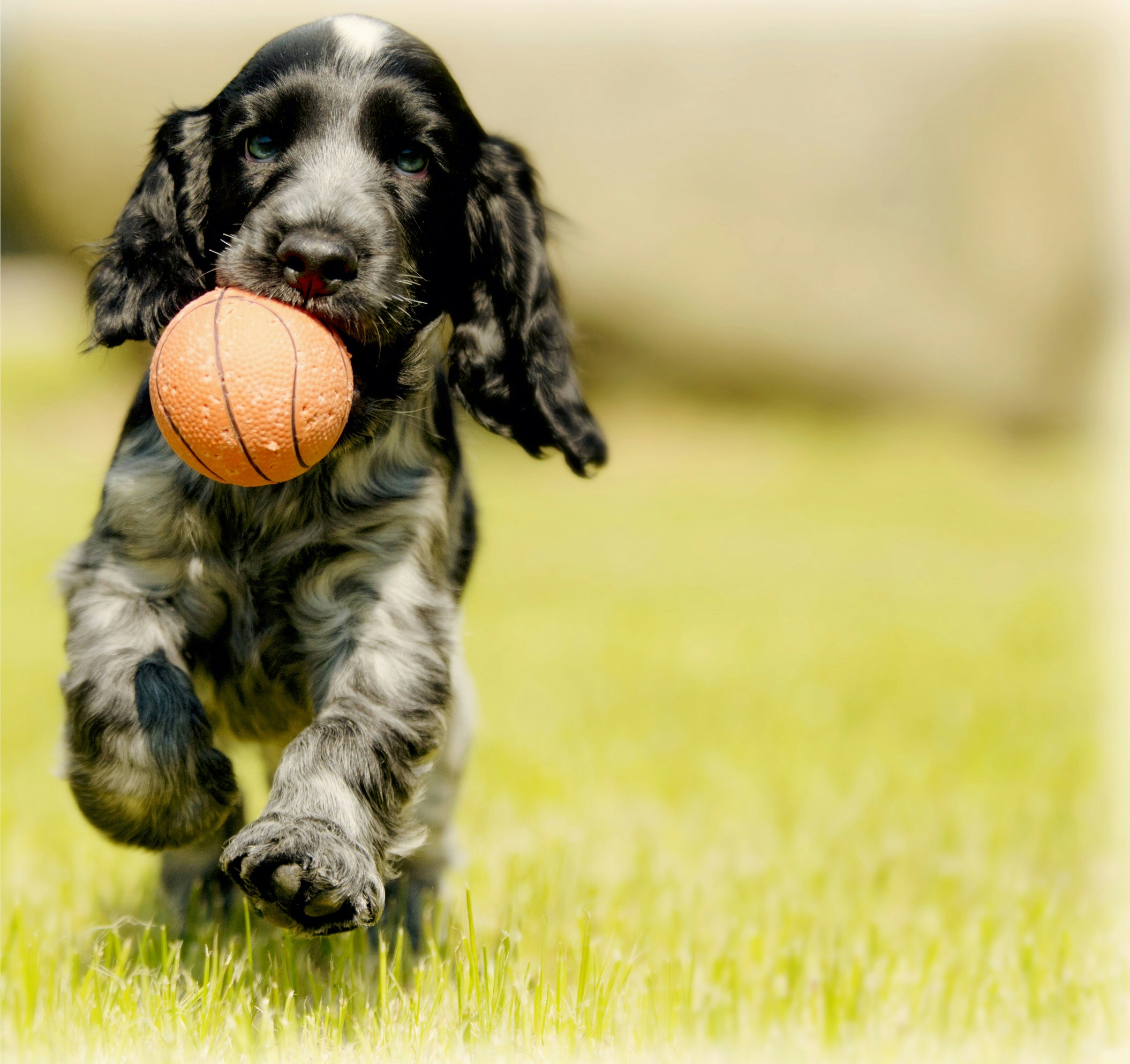 Hotel para Pets